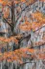 Autumn colors on Caddo Lake, Texas. Worlds largest bald cypress forest. Art Print
